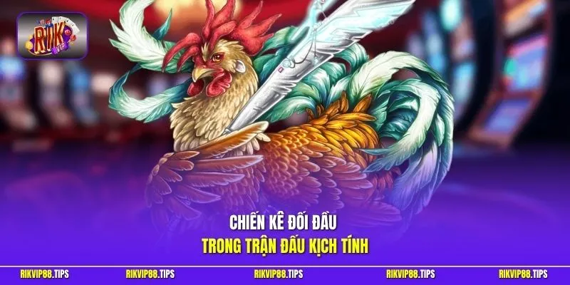 Chiến kê đối đầu trong trận đấu kịch tính