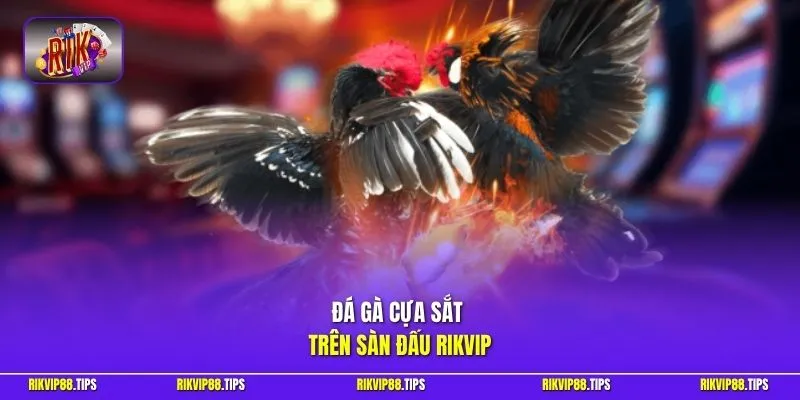 Đá gà cựa sắt trên sàn đấu Rikvip