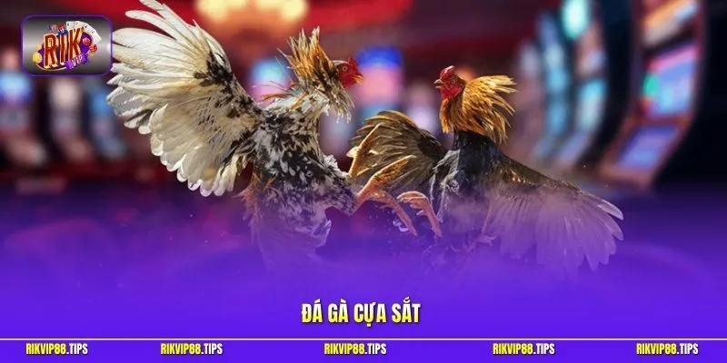 Đá gà cựa sắt