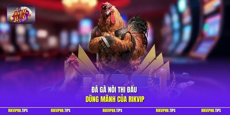 Đá gà nòi thi đấu dũng mãnh của Rikvip